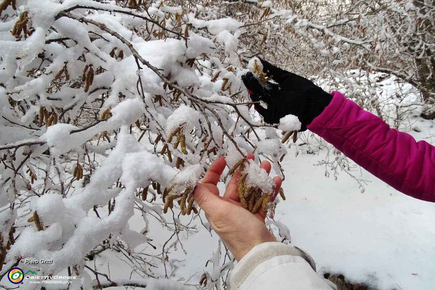 39 La neve ha colto di sorpresa le prime inflorescenze dei noccioli....JPG